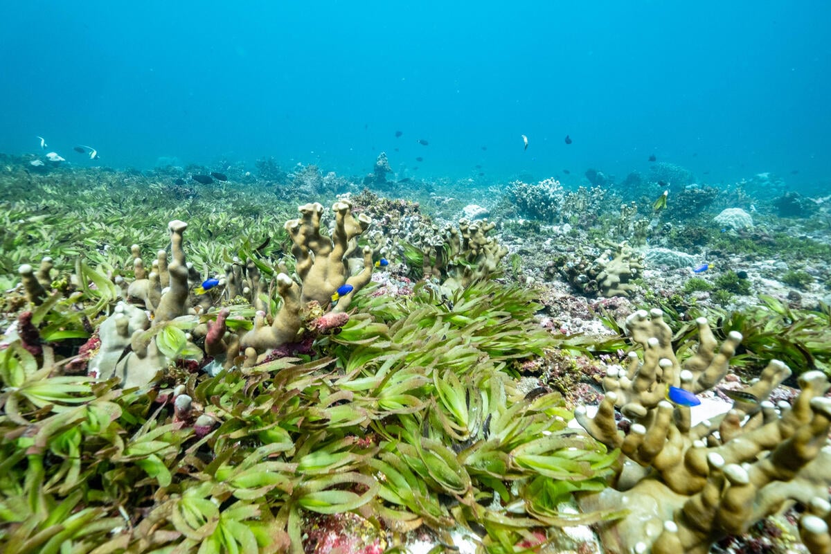海草是個生態豐富的小社區,許多生物在此棲息、覓食,是海洋食物鏈中不可或缺的角色。