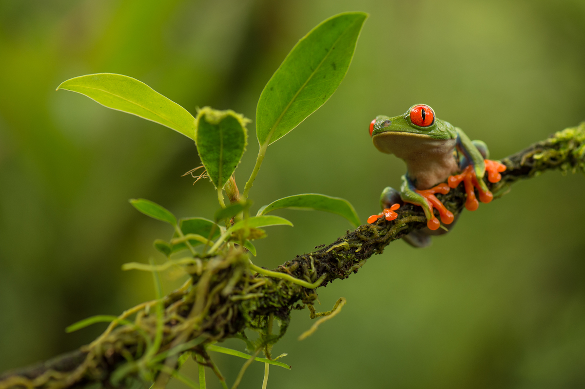 哥斯大黎加雨林中的紅眼樹蛙。兩棲類是生態系統中不可或缺的一部分，是獵食者也是獵物，將陸地和水中棲地連接起來的角色，牠們的皮膚也對於研究肢體和器官再生很有幫助。