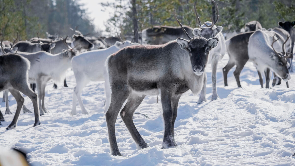 馴鹿不只是北極圈的圖騰象徵，兼具文化、生態及經濟意義。© Rasmus Törnqvist / Greenpeace