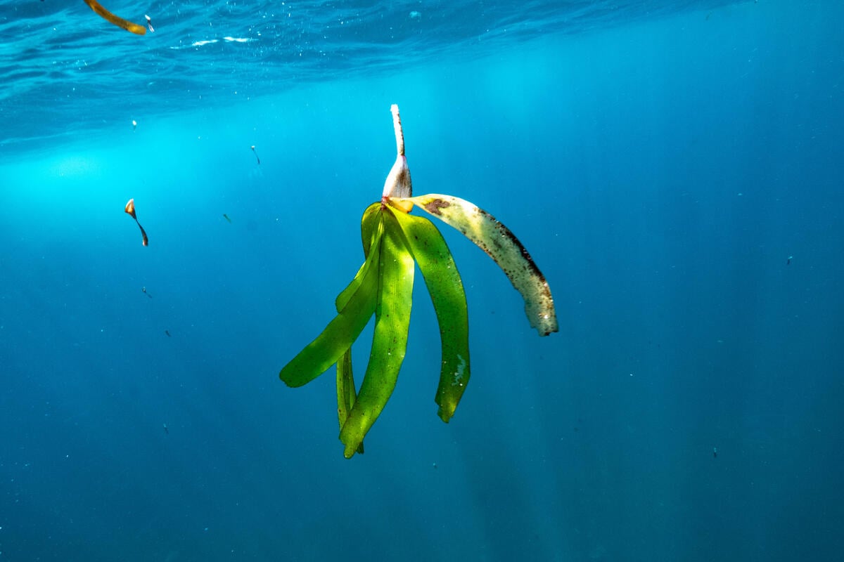 對於海洋和地球如此重要的海草,卻因人為破壞和環境風險,逐年消失中。
