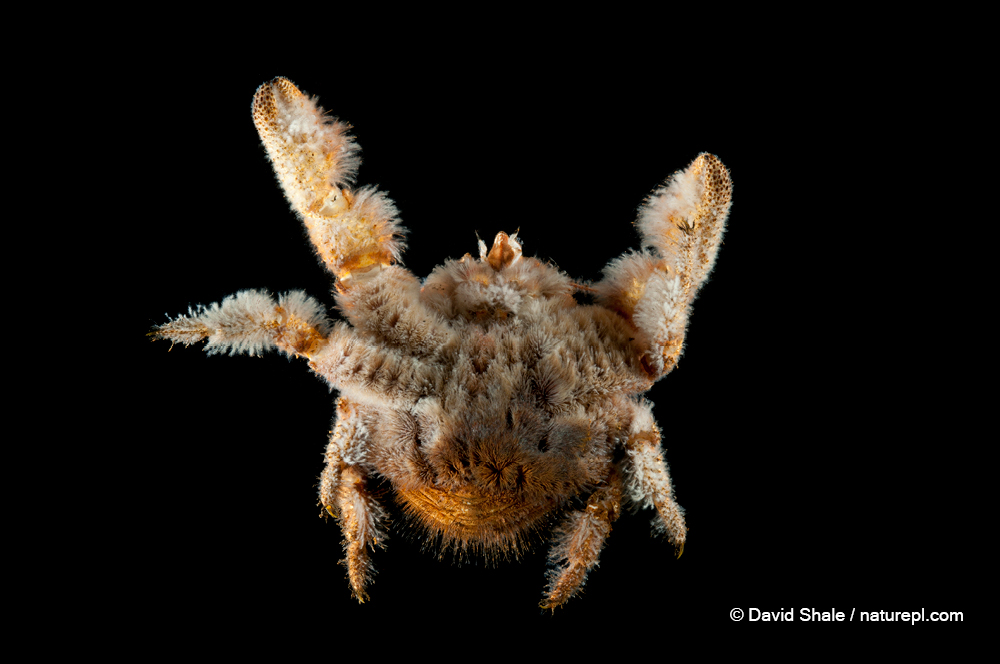 南半球深海熱泉附近出沒的雪人蟹(Yeti Crab),因身上布滿絨毛而得此名。基因研究顯示,雪人蟹早在3,000萬年就前出現在地球上,如今深海採礦業覬覦深海熱泉附近發現的銅和黃金礦,使牠們的生存受到嚴重威脅。