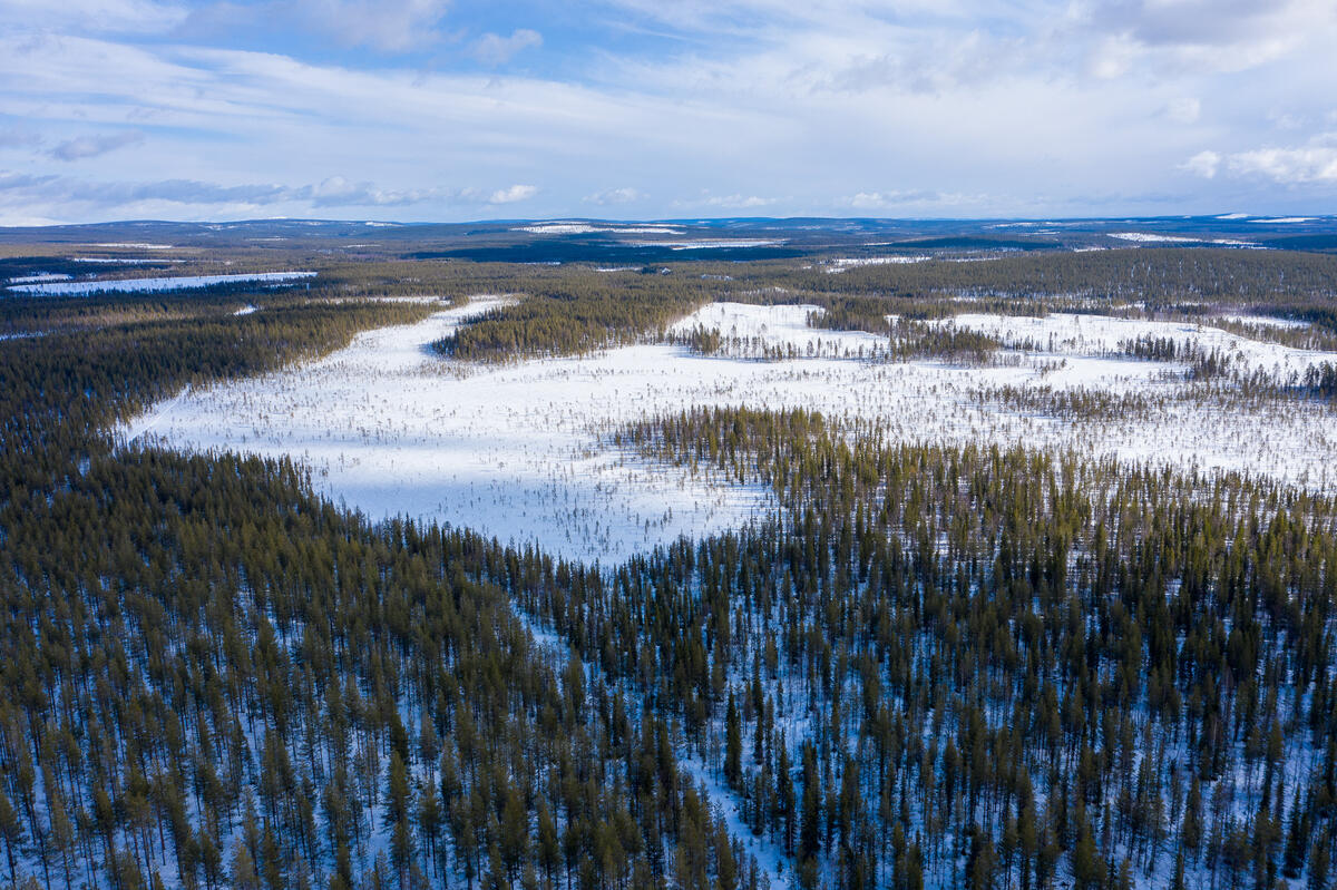 茂密森林遭清空，生態系統被分割得支離破碎。© Rasmus Törnqvist / Greenpeace