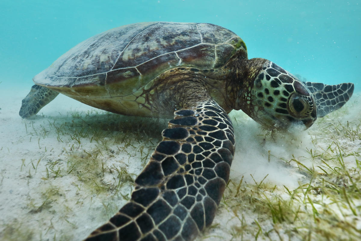 綠蠵龜也仰賴海草為食，同時維護海草床的健康，若海草數量遞減，代表生態將逐漸失衡。