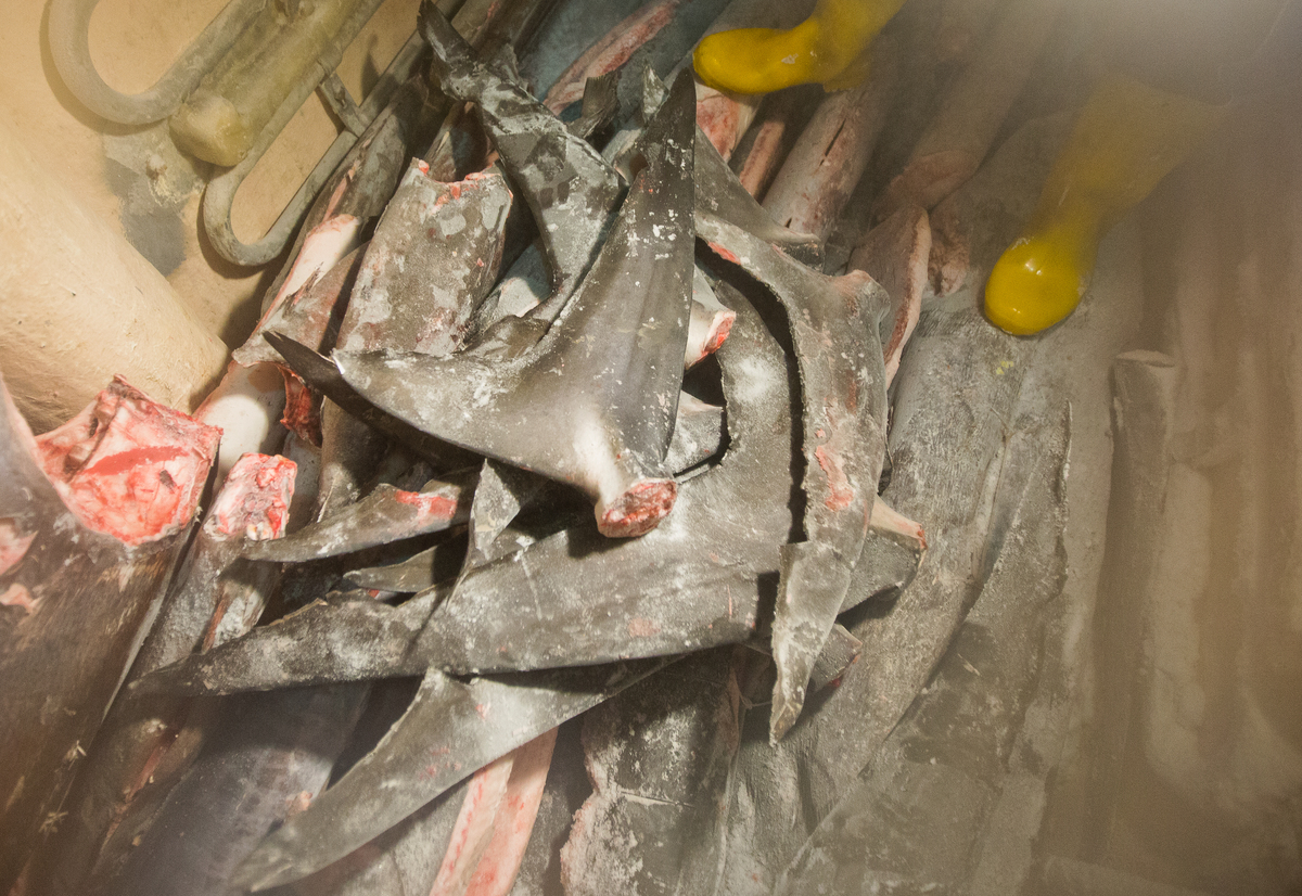 2015年綠色和平破獲臺灣漁船藏有大量割下的鯊魚鰭。