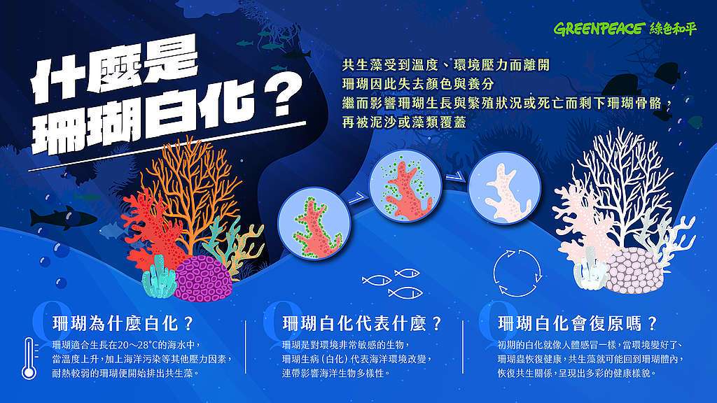 什麼是珊瑚白化？圖解珊瑚白化的原因及影響 