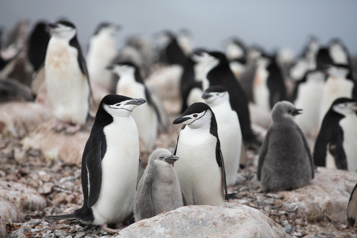 © Abbie Trayler-Smith / Greenpeace