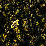 © Greenpeace