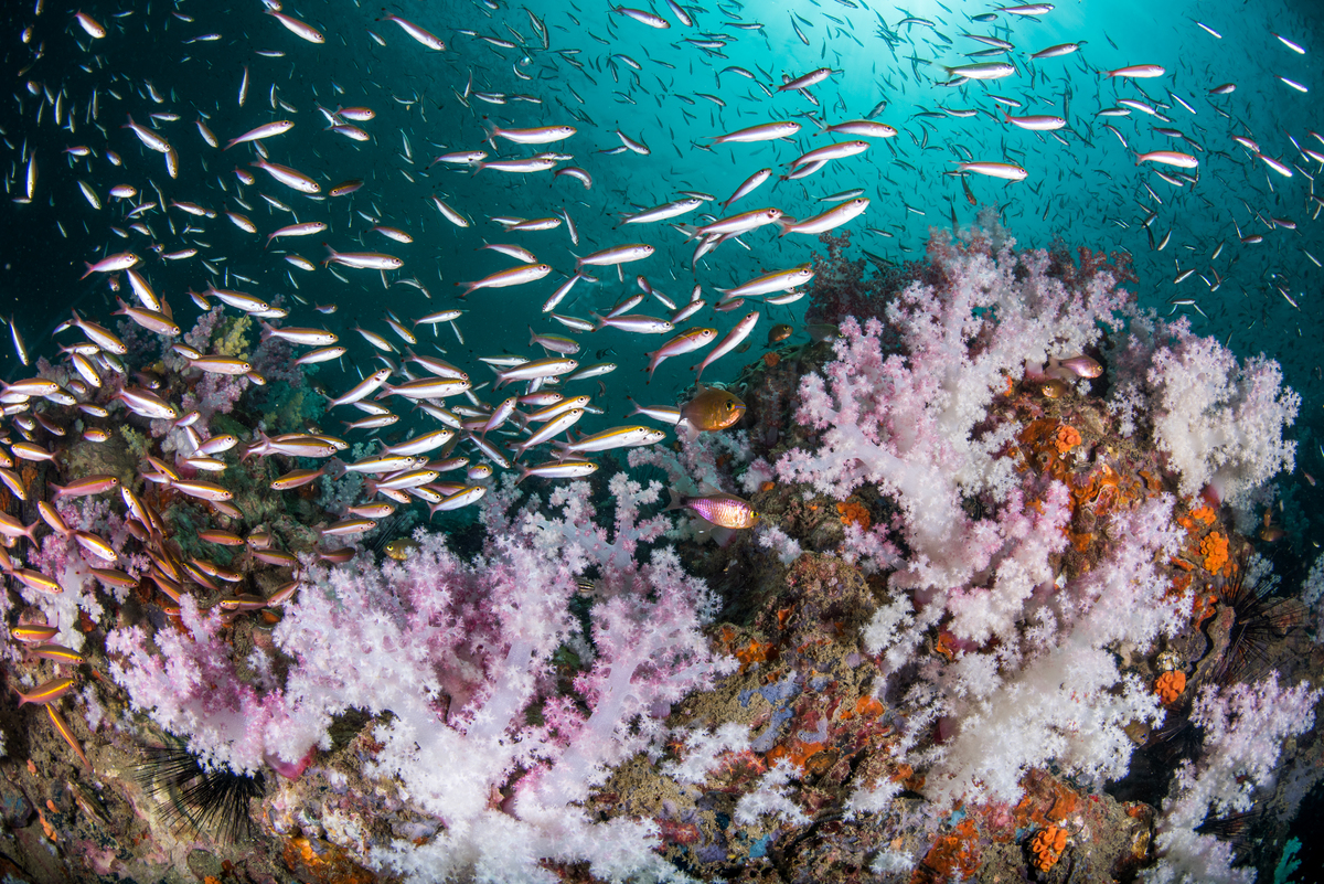 綠色和平聯同英國牛津大學、約克大學率領的科學研究團隊，經過數據匯整與驗算，發布《30x30 海洋保護藍圖》報告，指出若要保護海洋，必須在2030年前將至少30%海洋設立為保護區，不受人為侵擾。