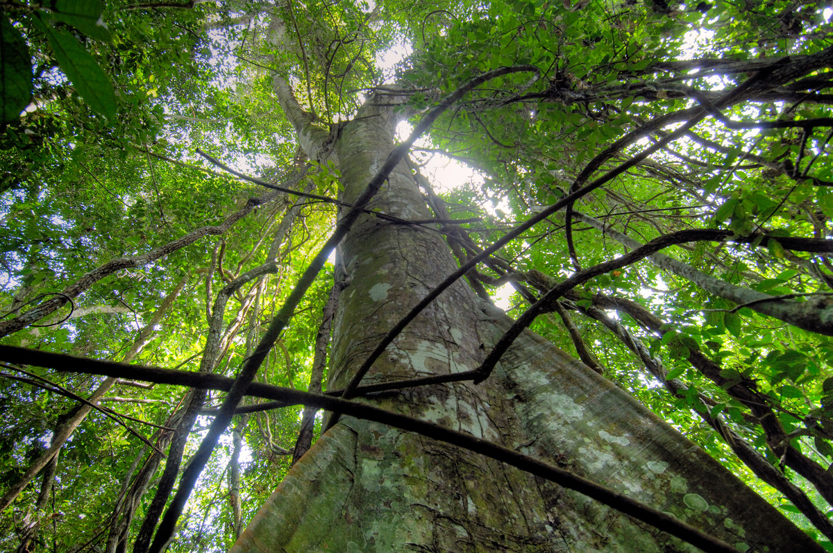 剛果森林是世界第二大雨林，更是地球上最重要的碳匯之一，為調節全球氣候發揮重要貢獻。© Thomas Einberger / argum / Greenpeace