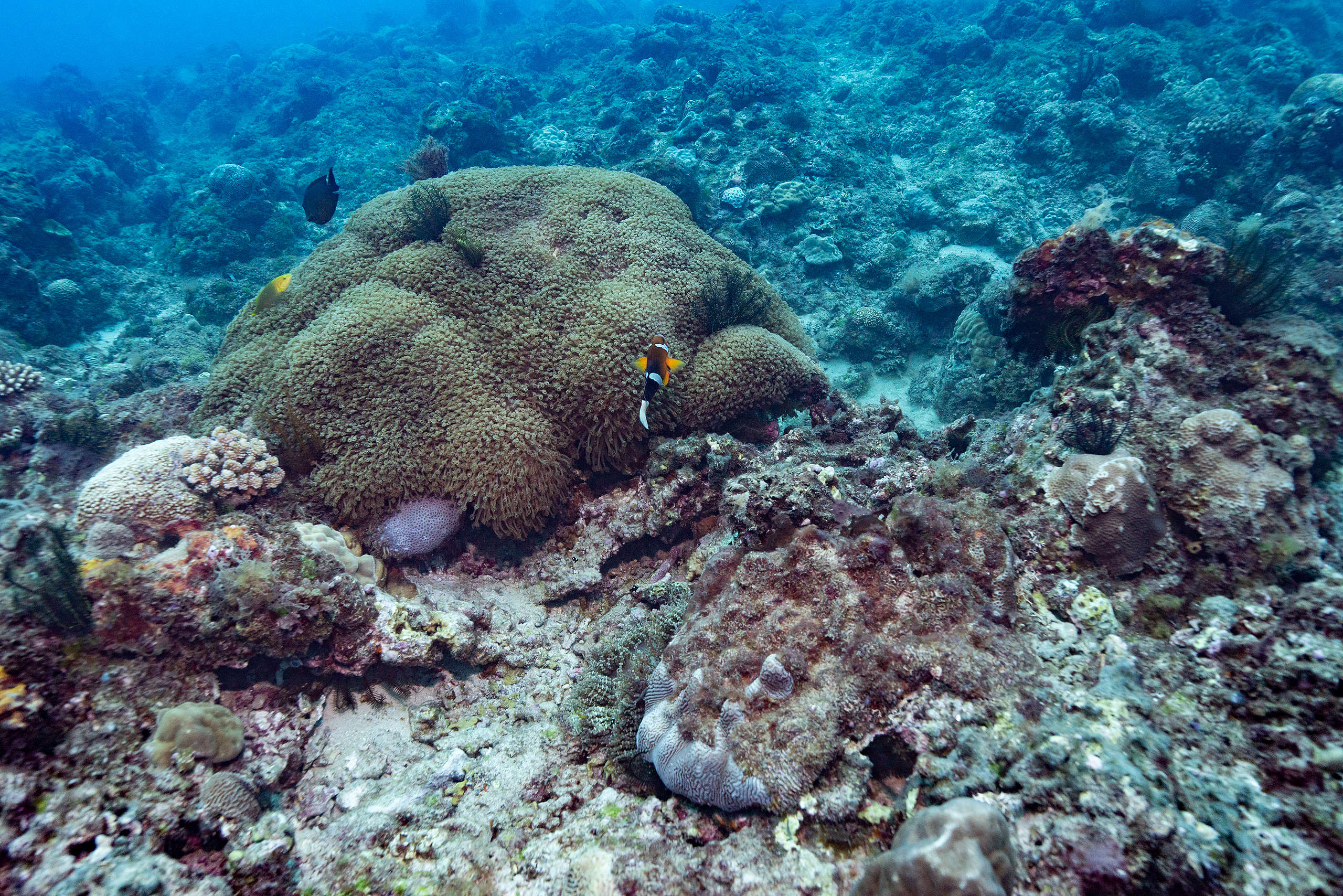 與上一張照片同一座珊瑚礁，經過一個冬天，2021年4年復原情況良好，甚至有熱帶魚出沒。