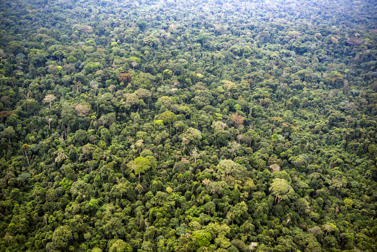 豐富的生物多樣性讓剛果森林有「中非寶石」的美譽，提供生存其中的人類與生物乾淨水源、糧食和藥品。© Daniel Beltrá / Greenpeace