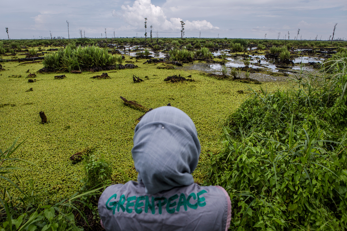 綠色和平深入印尼雨林，實地調查、紀錄當地原始森林遭棕櫚油業者破壞的狀況。© Ulet Ifansasti / Greenpeace
