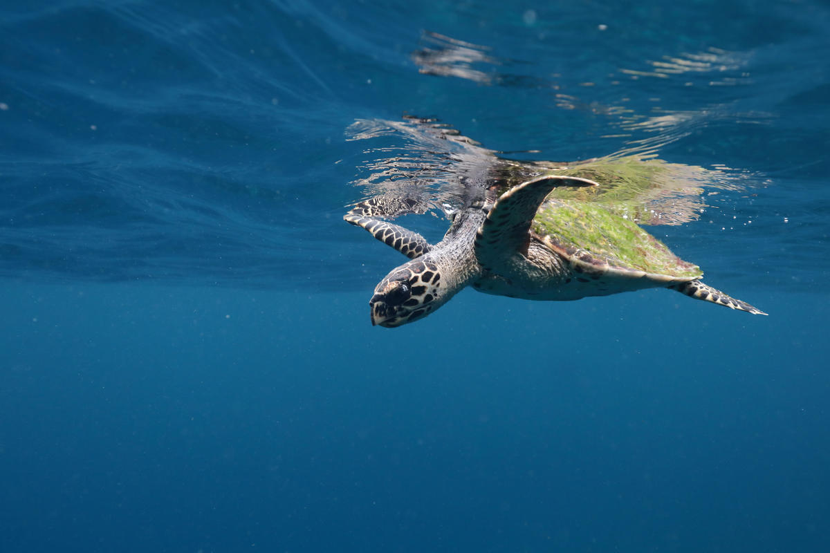 圖為在印尼海域泅游的綠蠵龜。© Paul Hilton / Greenpeace