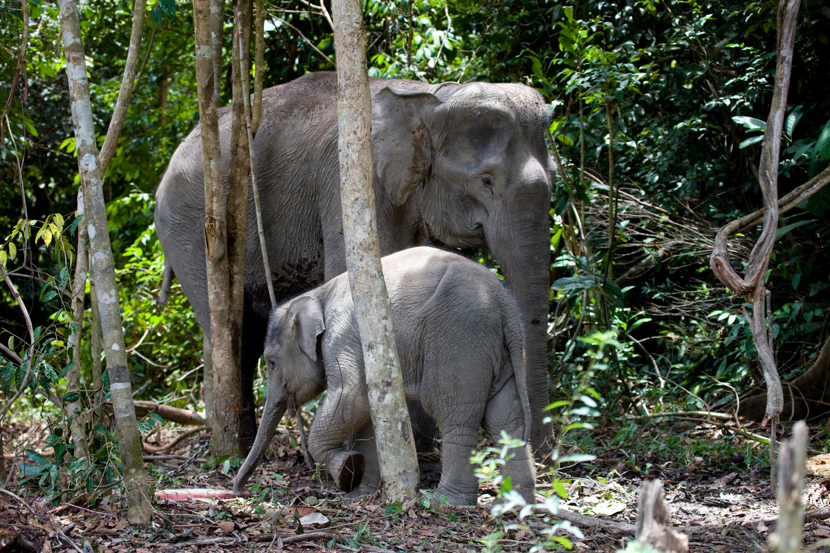 圖為生活在在 Sultan Sarief Qosim 森林公園的亞洲象。大象是自然界裡的「生態系統工程師」，在生態系統中扮演重要的角色，然而因象牙販賣、過度獵捕、棲息地破壞等因素，使其數量銳減，成為瀕危物種。© Greenpeace / Daniel Beltrá