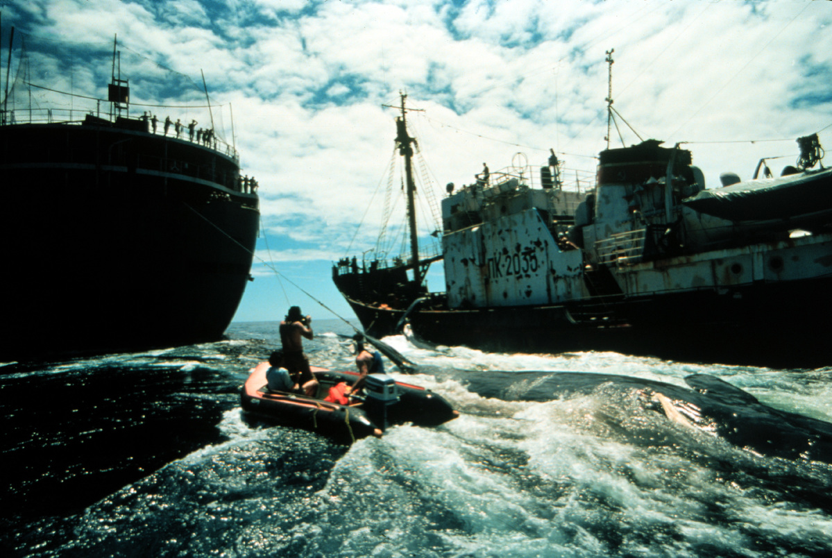 綠色和平的快艇停在被獵殺的鯨魚身邊，與兩艘前蘇聯捕鯨船周旋，並阻止其獵捕鯨魚。這是綠色和平的首次反捕鯨行動。© Greenpeace / Rex Weyler