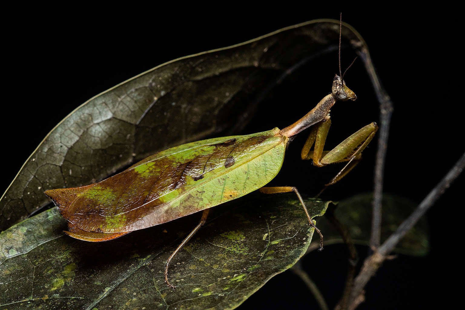 Metilia屬的亞馬遜螳螂，有著與葉子相似的巨大翅膀，這種螳螂難以在亞馬遜森林以外的地方生存。© Projeto Mantis