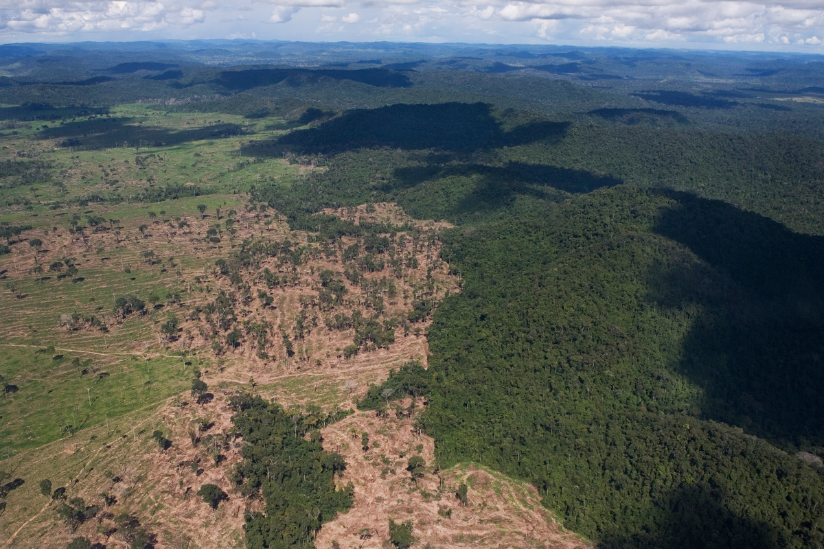 人為毀林與過度開墾,導致原始森林、草原急速消失,棲息地退化及破碎化、過度獵捕,加上氣候邊遷,使得野生動物的生存危機雪上加霜。© Marizilda Cruppe / EVE / Greenpeace
