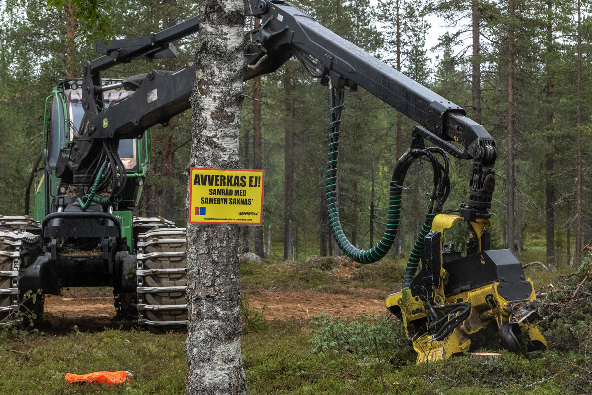 綠色和平瑞典行動者與當地薩米族人為族土內的樹木掛上「禁止伐木」標示，共同阻止Sveaskog企業的伐木機砍伐珍貴森林。