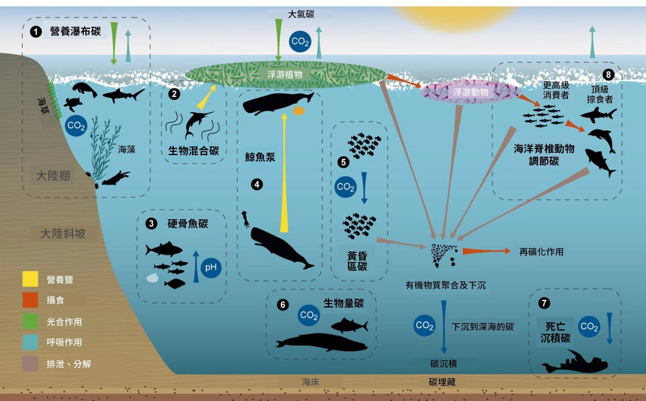 大型鯨魚是海洋裡重要的「生態系工程師」，藉由在海洋中垂直和水平移動，重新分配營養物質，幫忙維持生態系統的健康與平衡。