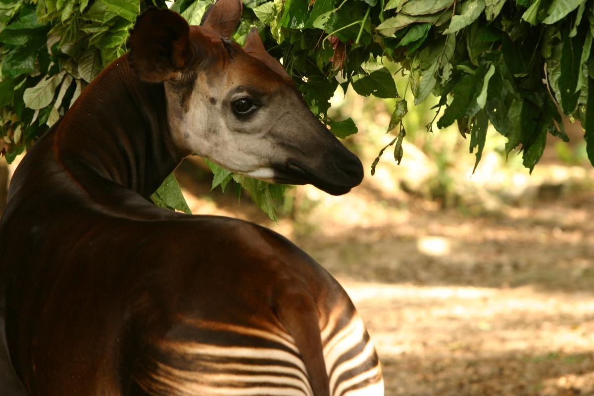 㺢㹢狓目前僅生活在剛果民主共和國東部熱帶雨林。這種動物是長頸鹿的親戚，在野外十分罕見。
