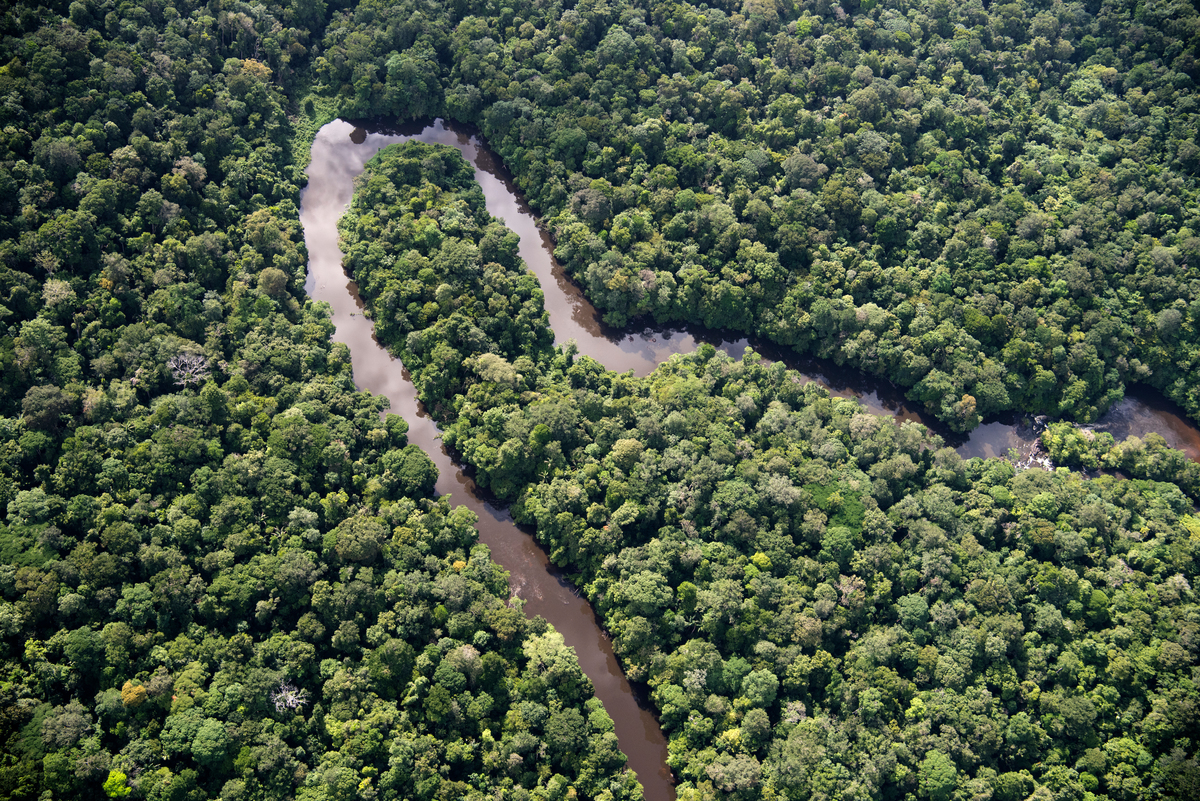 森林是抵禦氣候變遷的重要防線，卻因人類破壞行為面臨存亡關鍵。