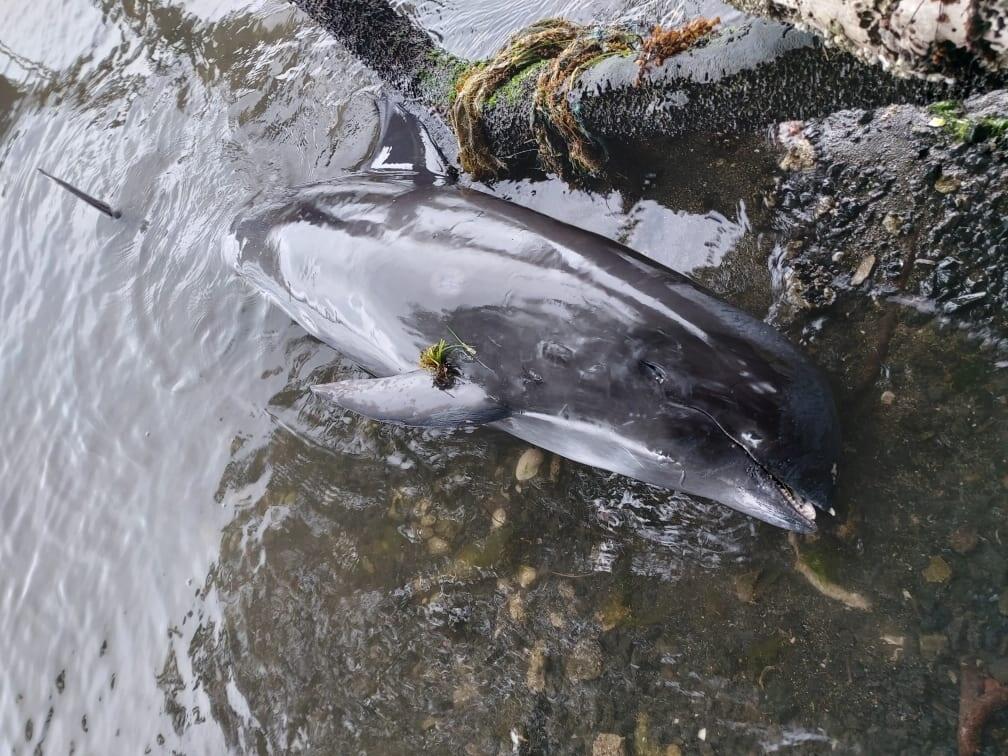 貨輪燃油污染後，模里西斯民眾在當地海岸發現多隻擱淺死亡的海豚。