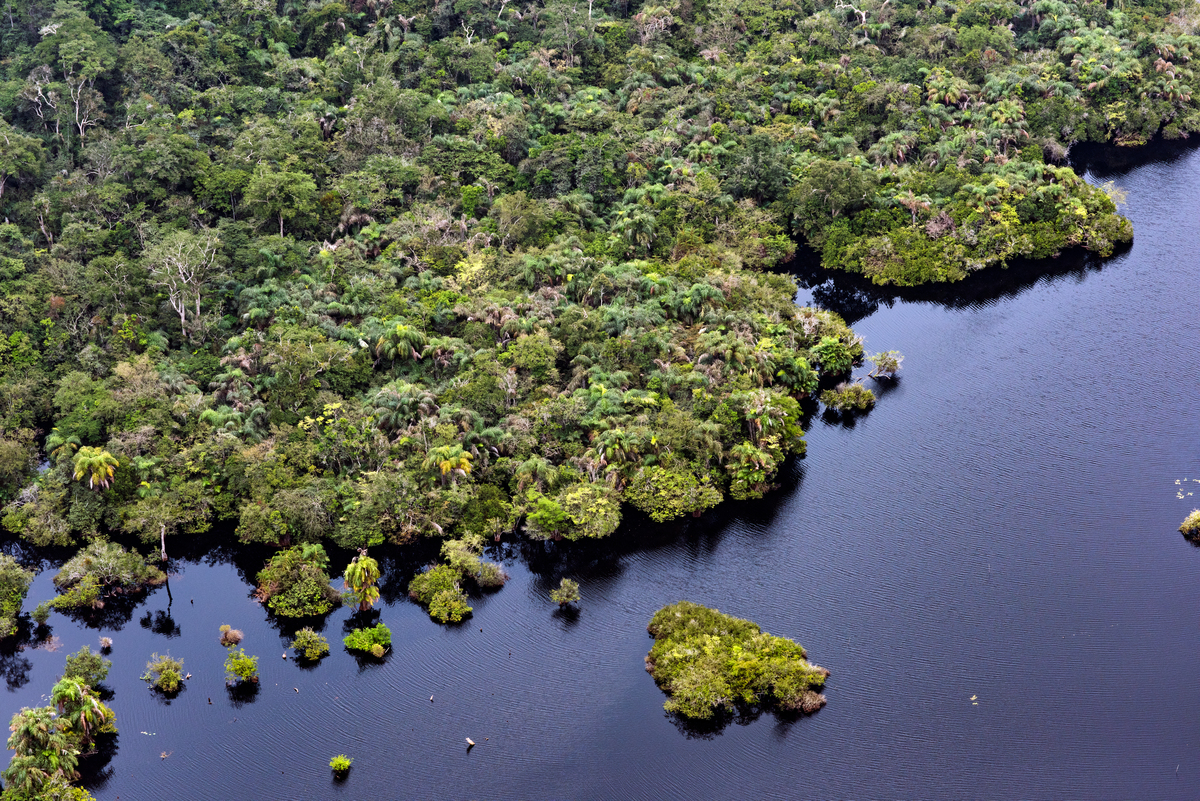 位於剛果的泥炭地森林是地球上最重要的碳匯之一，也是非洲物種最豐富的地區，身兼穩定氣候與維持生物多樣性的功能，是人類不可或缺的自然資產。