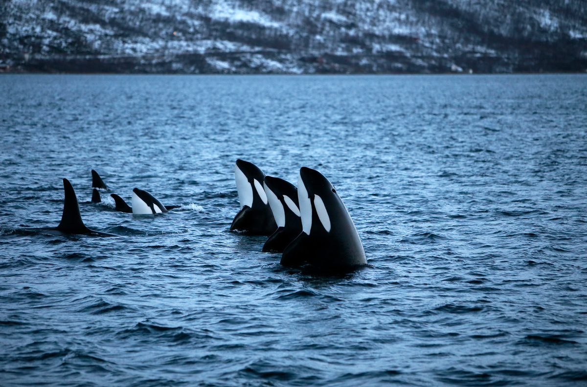 挪威北部特羅姆瑟峽灣（Tromso）的虎鯨家族。該地區是挪威沿海少數尚未進行石油鑽探的地區之一。