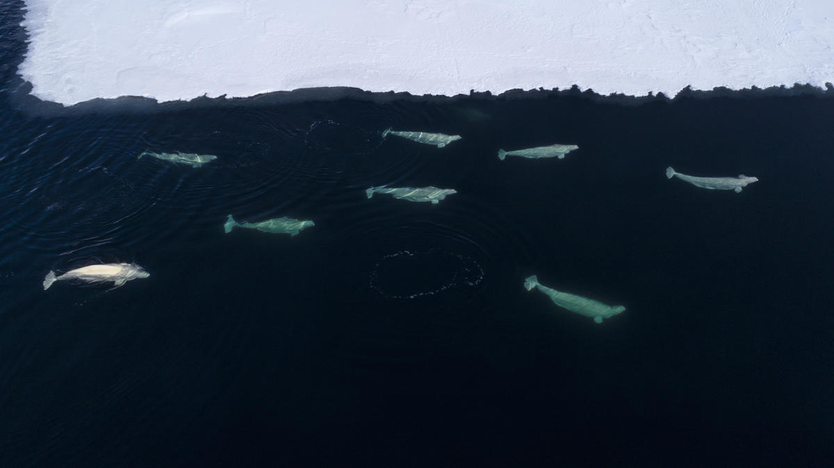 一群白鯨正沿著北極海冰邊緣覓食。
