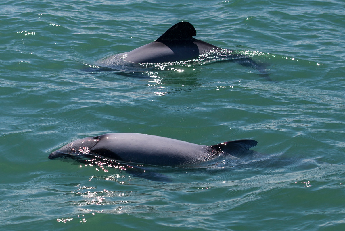 毛利海豚（Māui Dolphins）是紐西蘭特有種海豚，以南塔拉納基灣為家。