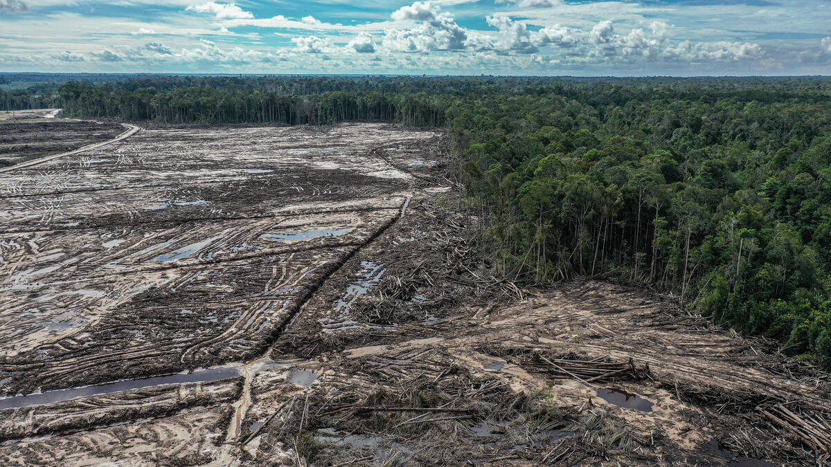 2021年8月，綠色和平印尼辦公室與當地媒體及環保組織合作調查，記錄印尼加里曼丹中部的森林現況，發現大片森林被清空以種植單一經濟作物。