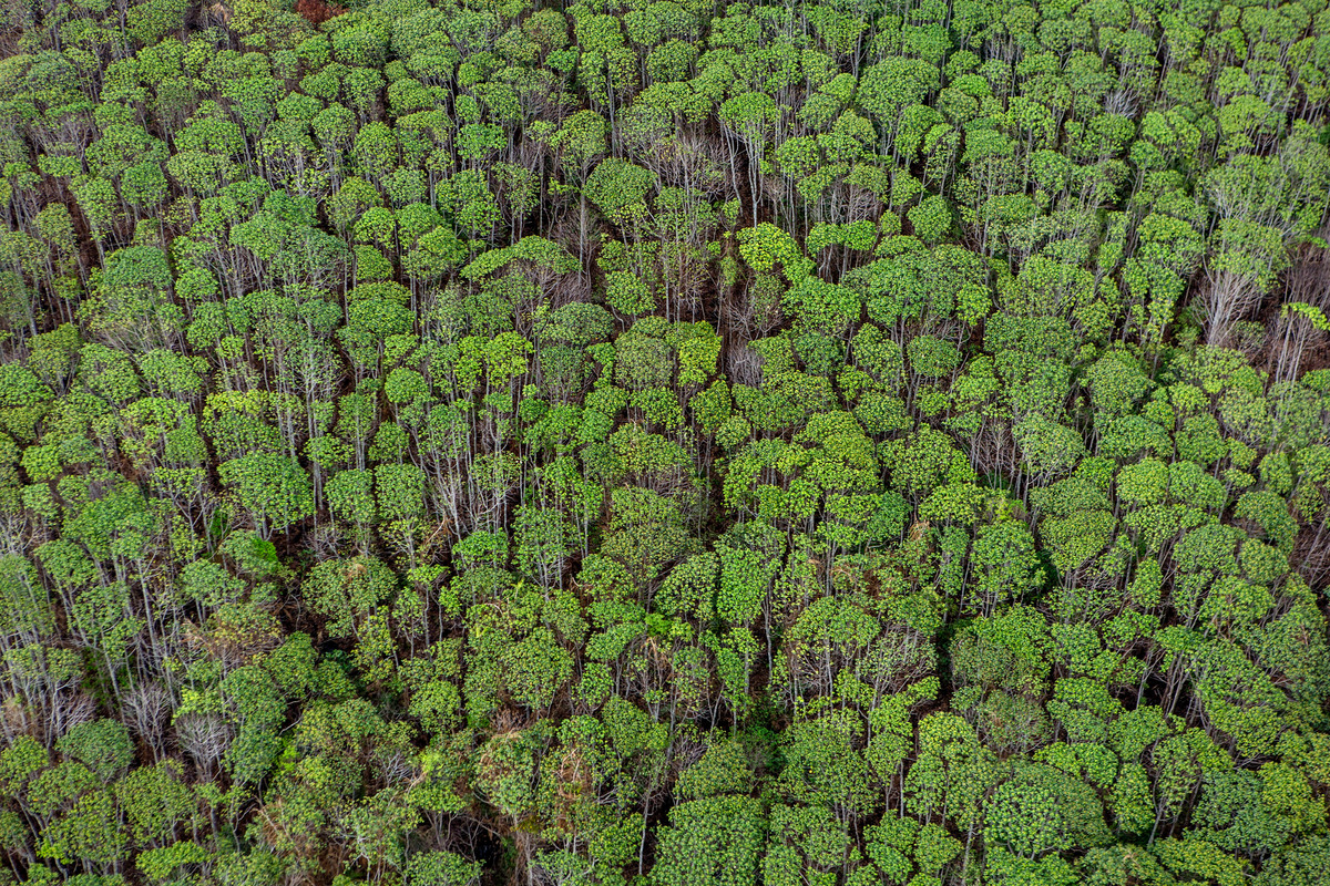印尼雨林擁有大面積的泥炭地，為全球存封高達600億噸的碳。世界資源研究所更建議當局應在2030年前做到森林零砍伐，以實際行動重新造林。