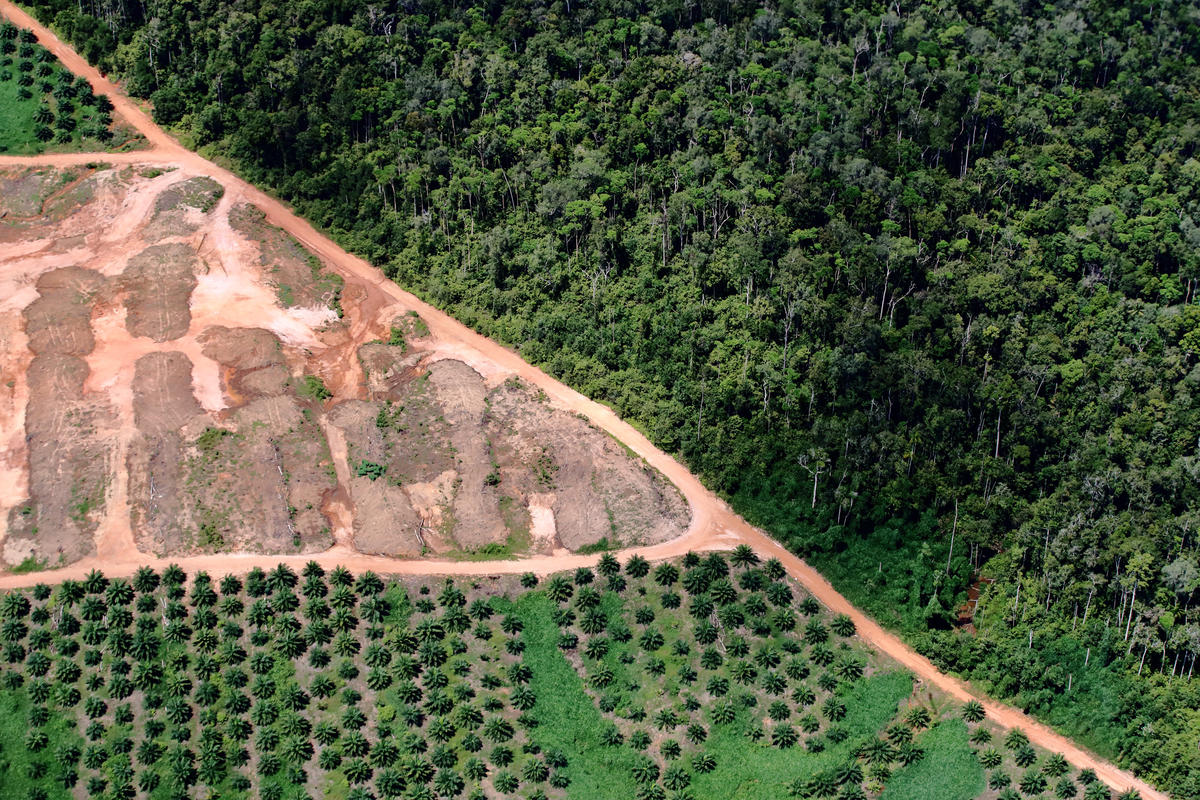 綠色和平實地調查，發現取得許可證的企業在清除森林後，將土地用作油棕櫚種植園，從中牟取巨大利益，其中更存在政商勾結之嫌。