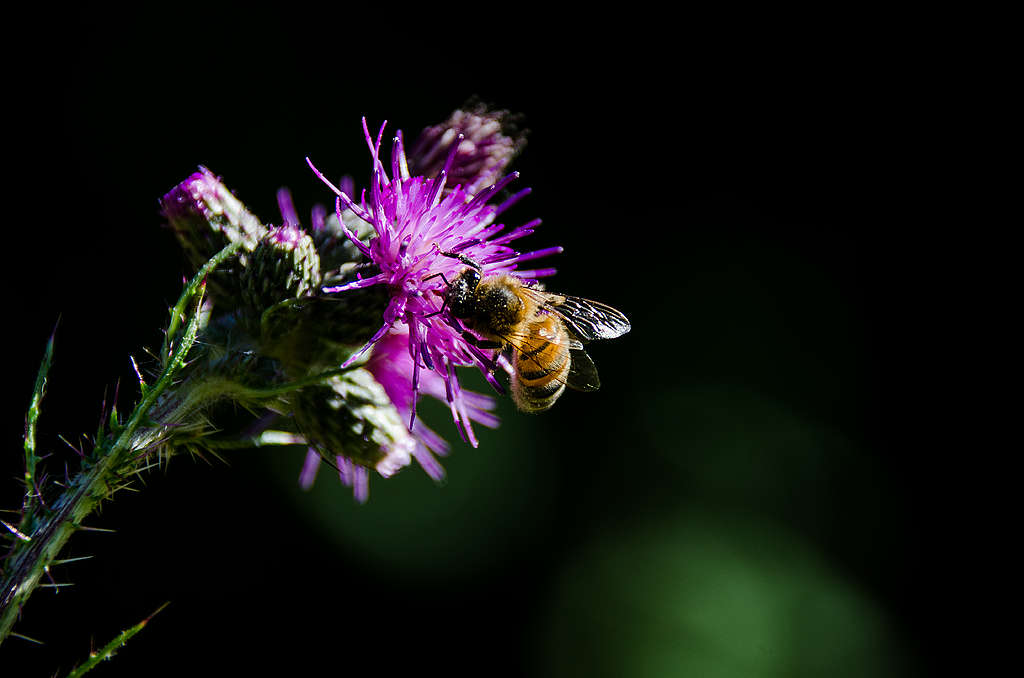 Isabella一家在聶普堡莊園記錄了62種蜜蜂、30種黃蜂和441種蛾類，包括一些在英國非常罕見甚至從未記載的品種。