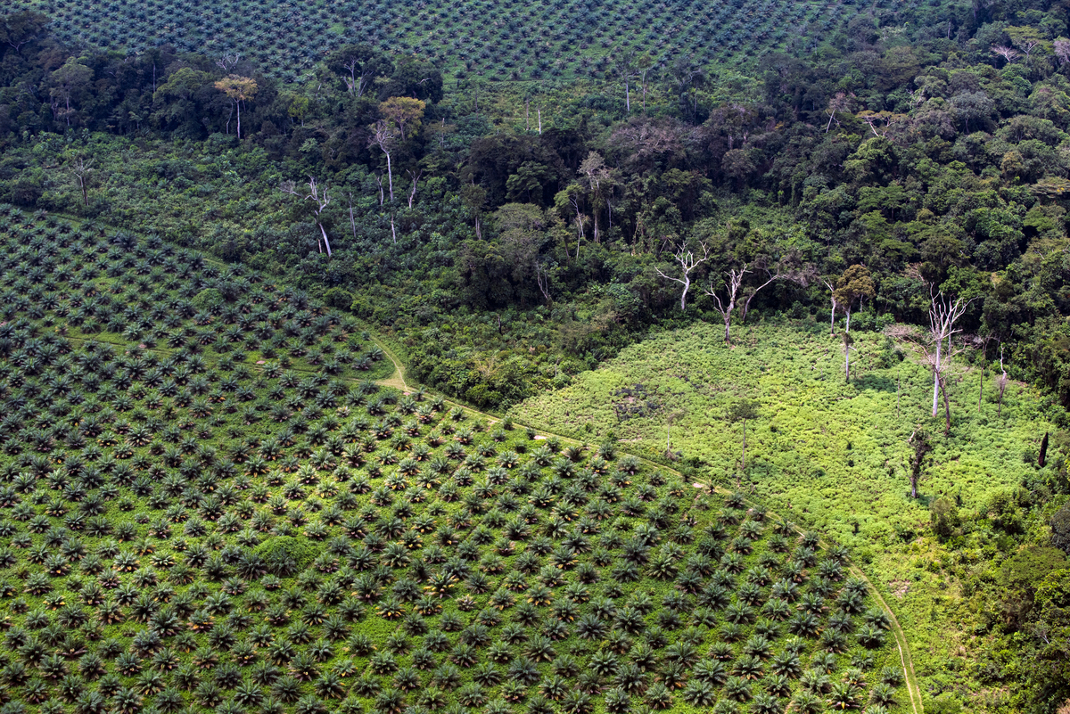 原本茂密的剛果森林被人為清除，改單一油棕櫚種植園，不僅逐漸失去珍貴的生物多樣性，破碎的林地更難以維持穩定的水循環與生態系統。