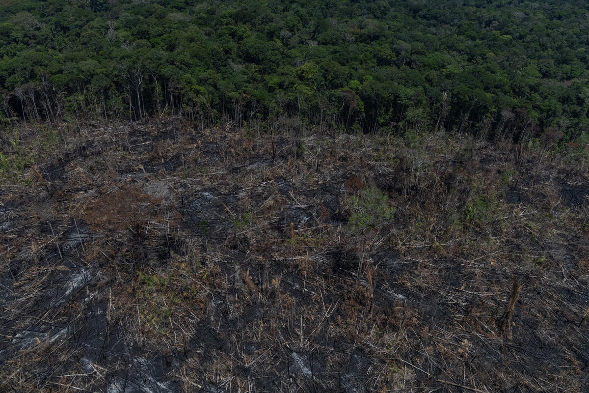 這片被焚燒的土地是亞馬遜原住民Kaiabi部落的族土。森林是原住民的生命與族群社區、歷史及文化的根源，如今毀林行為及非法入侵，使森林生態環境和原住民家園備受摧殘。