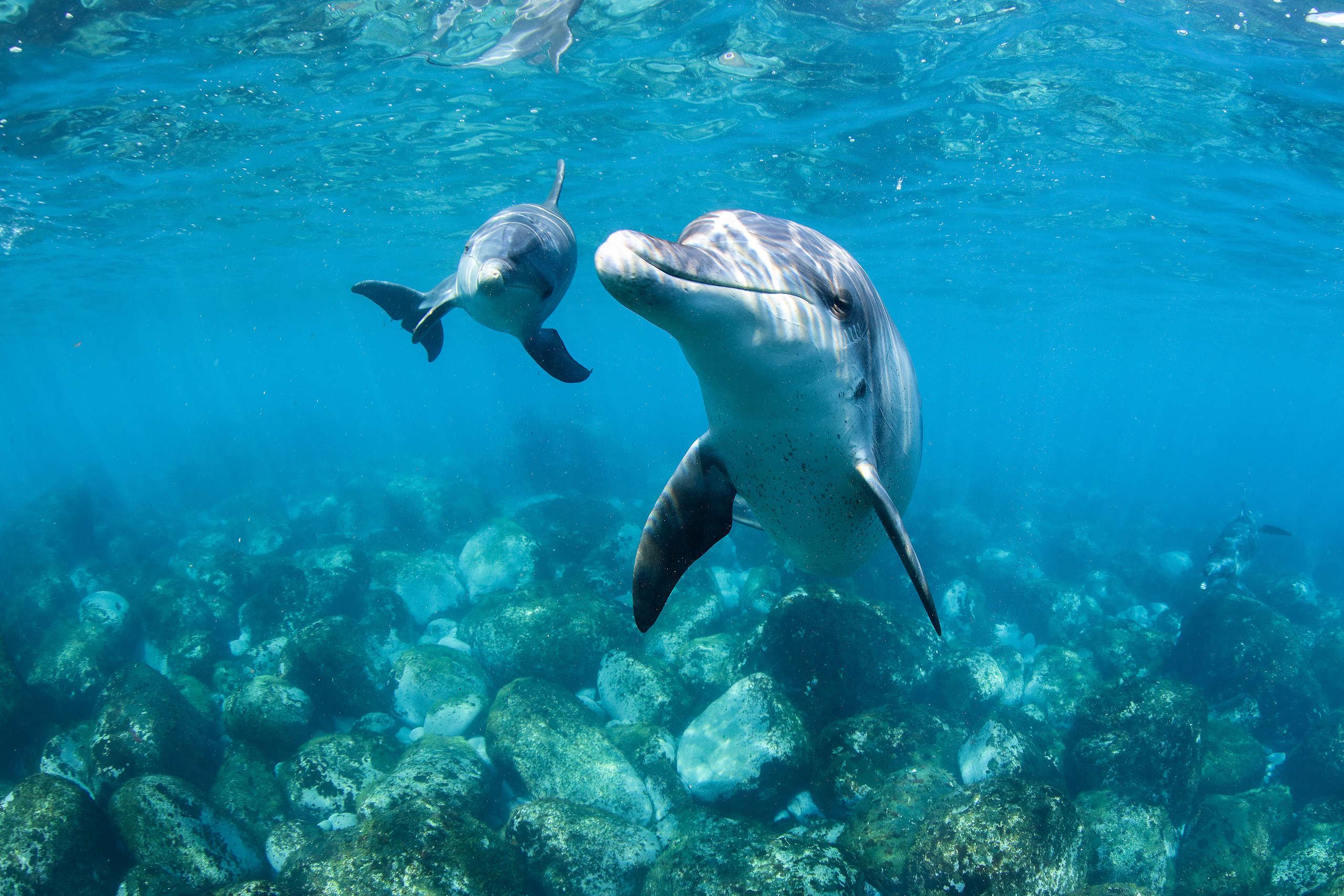海豚是海洋中聰明又調皮的朋友，金磊累積20多年拍攝經驗，漸漸能讀懂牠們的行為語言。