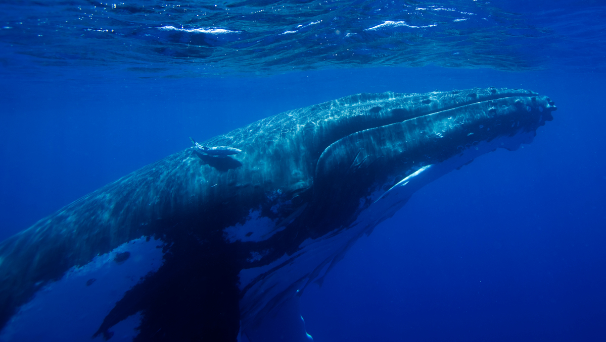 一隻大鯨魚一生能吸收約33公噸二氧化碳，相當於超過1,000棵樹的儲碳量。