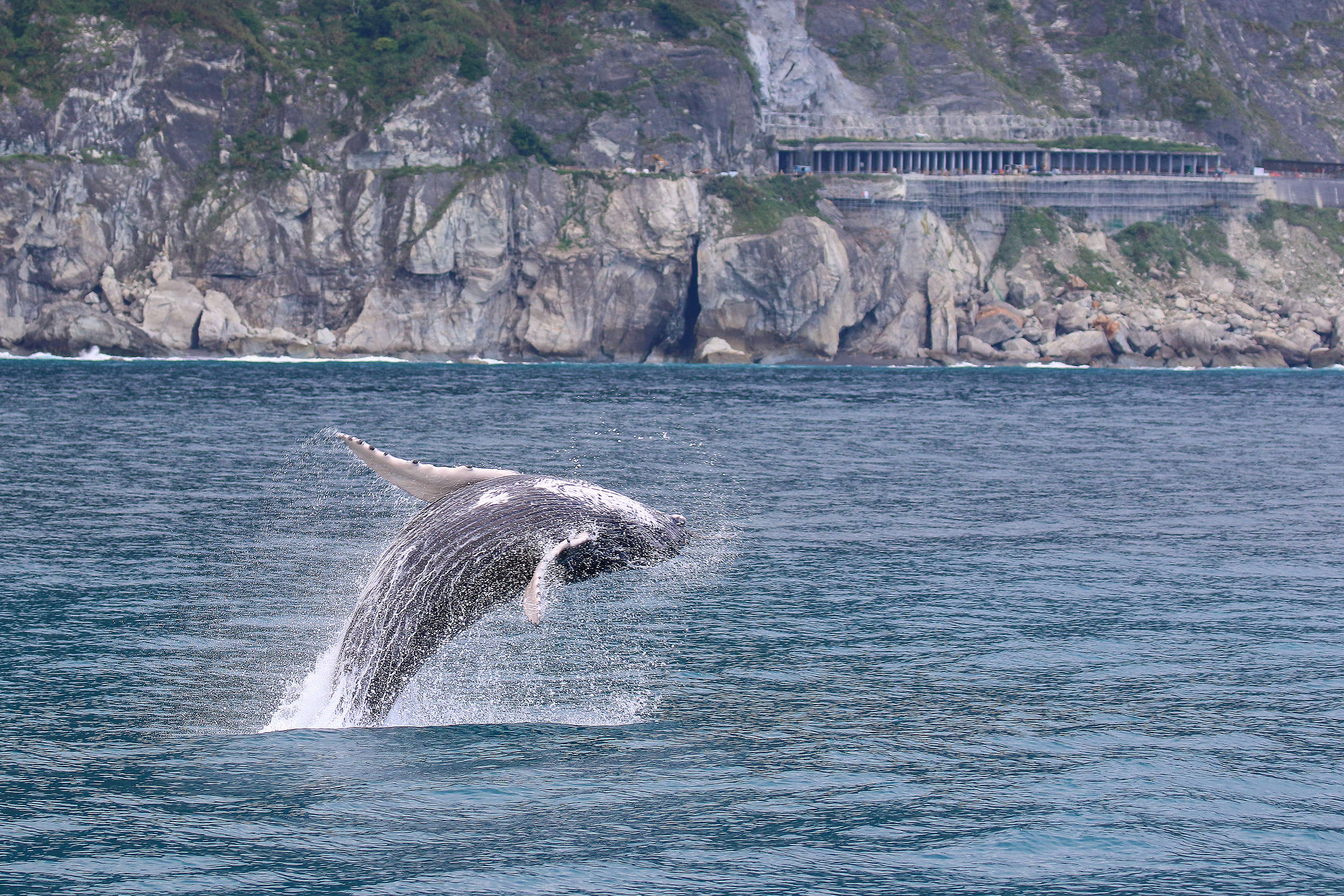 有一些鯨豚固定在臺灣生存，例如大翅鯨、抹香鯨、虎鯨、花紋海豚、飛旋海豚，但出現機率很低。
