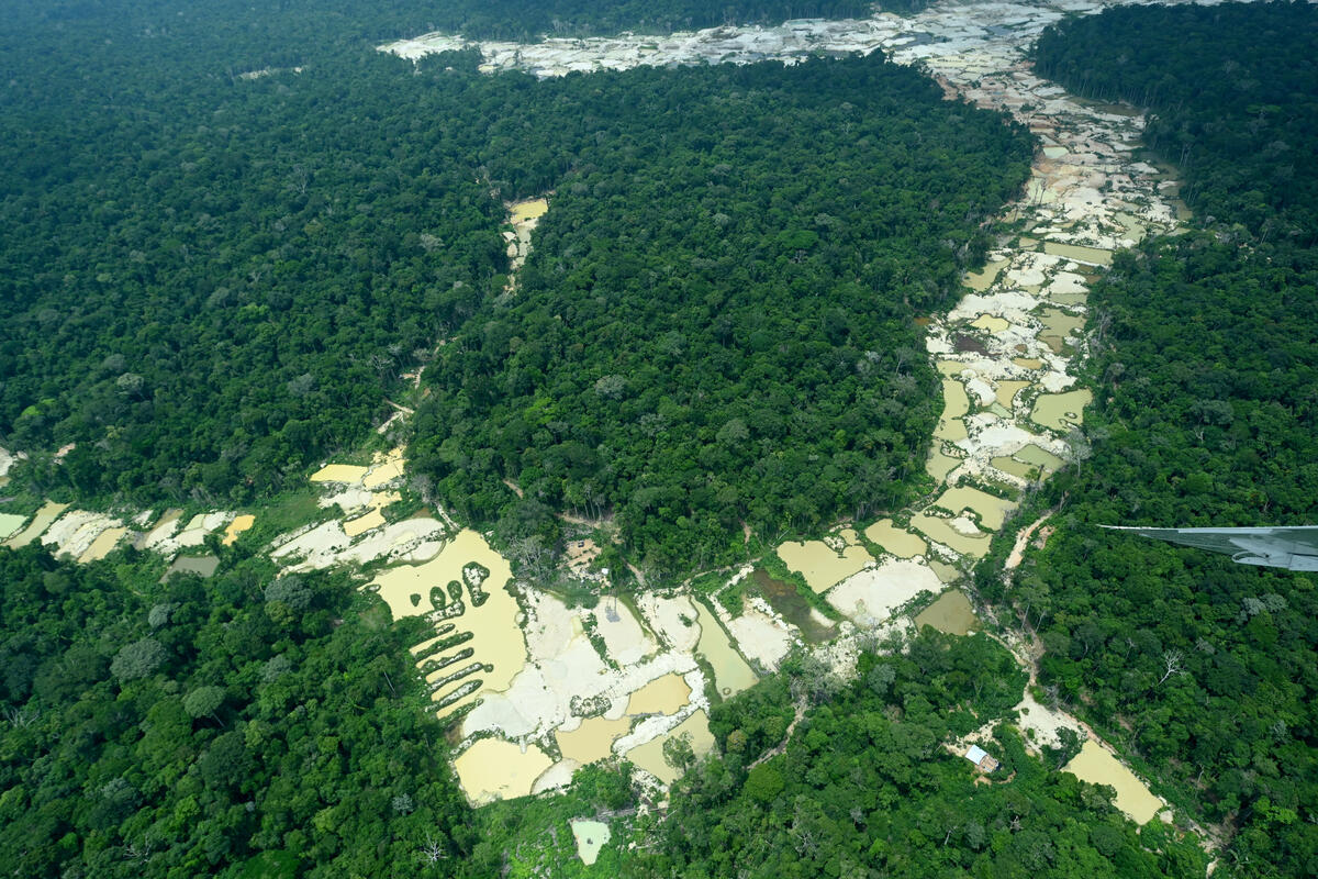 巴西帕拉州的Munduruku和Sai Cinza兩個原住民部落族土，因採礦業者的非法入侵而被破壞得支離破碎。