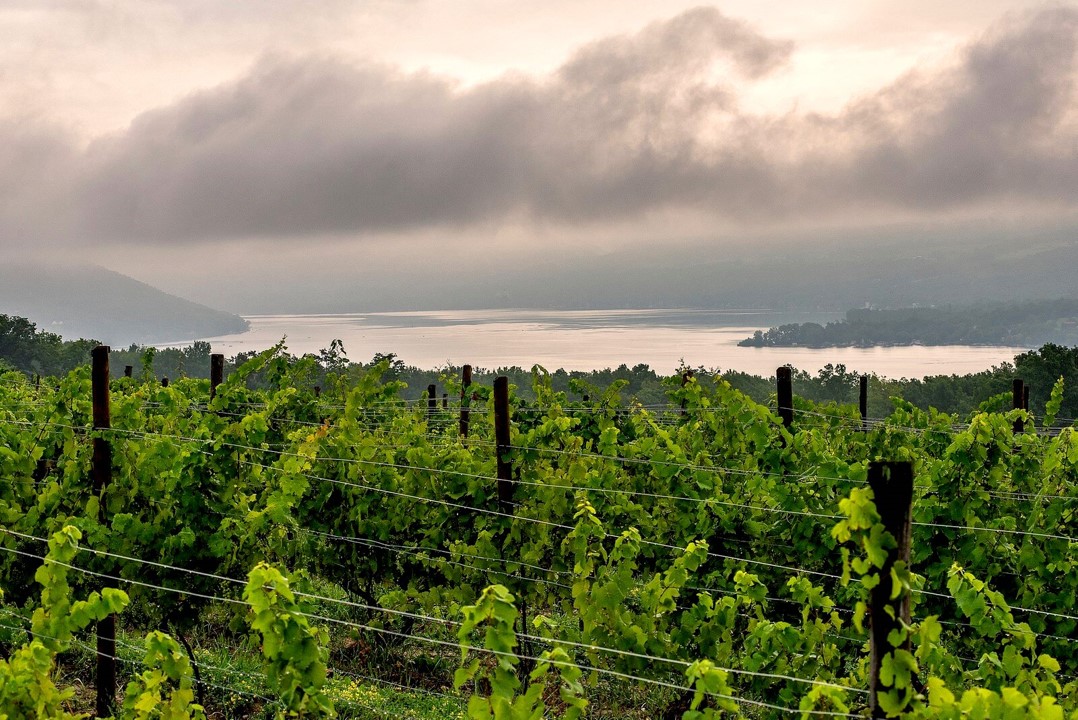 全球暖化改變了葡萄的種植環境，也影響了製酒業的生計。圖為英國蘇格蘭的葡萄酒莊。