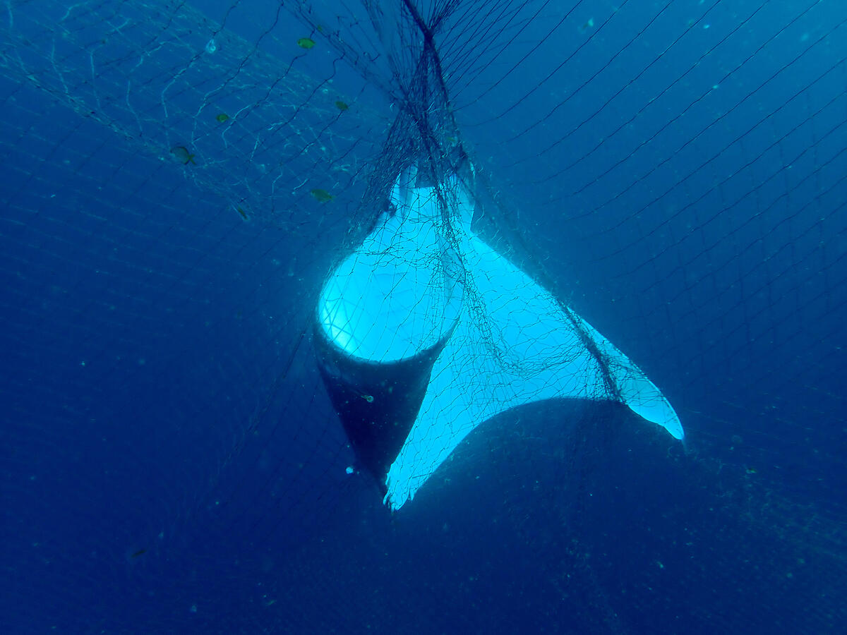 綠色和平在印度洋發現大規模的非法流網（driftnets），又稱作「死亡之牆」。任何海洋生物經過這些流網時，會被緊緊纏繞，而被大量捕獲，過去五十年間，僅鯊魚數量就減少逾八成。