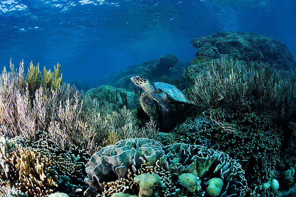 在印尼科莫多國家公園的珊瑚花園中優游的玳瑁海龜。