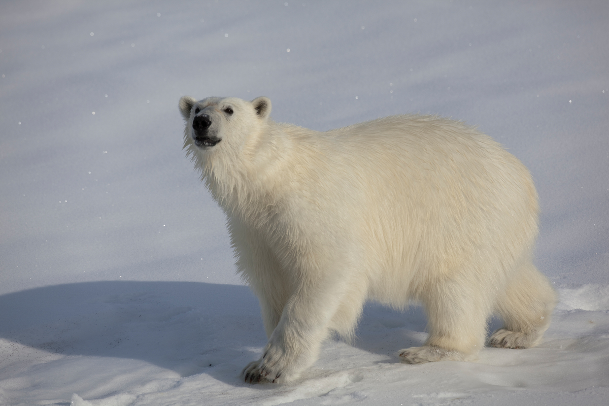 北極不只有北極熊 還有這些夢幻動物 你都認識嗎 Greenpeace 綠色和平 臺灣