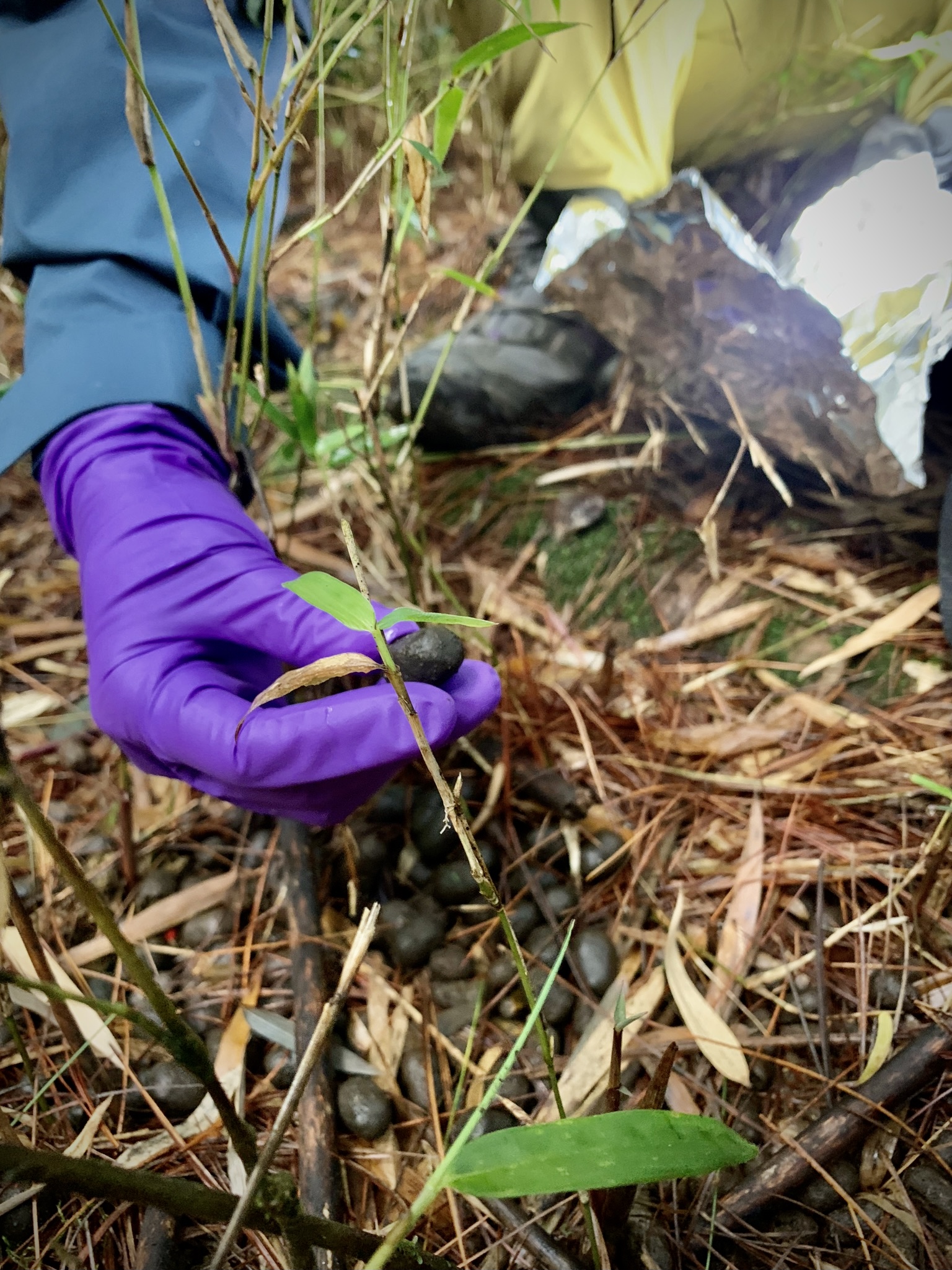 採樣人員戴NBR橡膠手套,採集臺灣水鹿的排遺,其中玉山塔塔加出現的排遺樣本中,超過30%含有微塑膠。