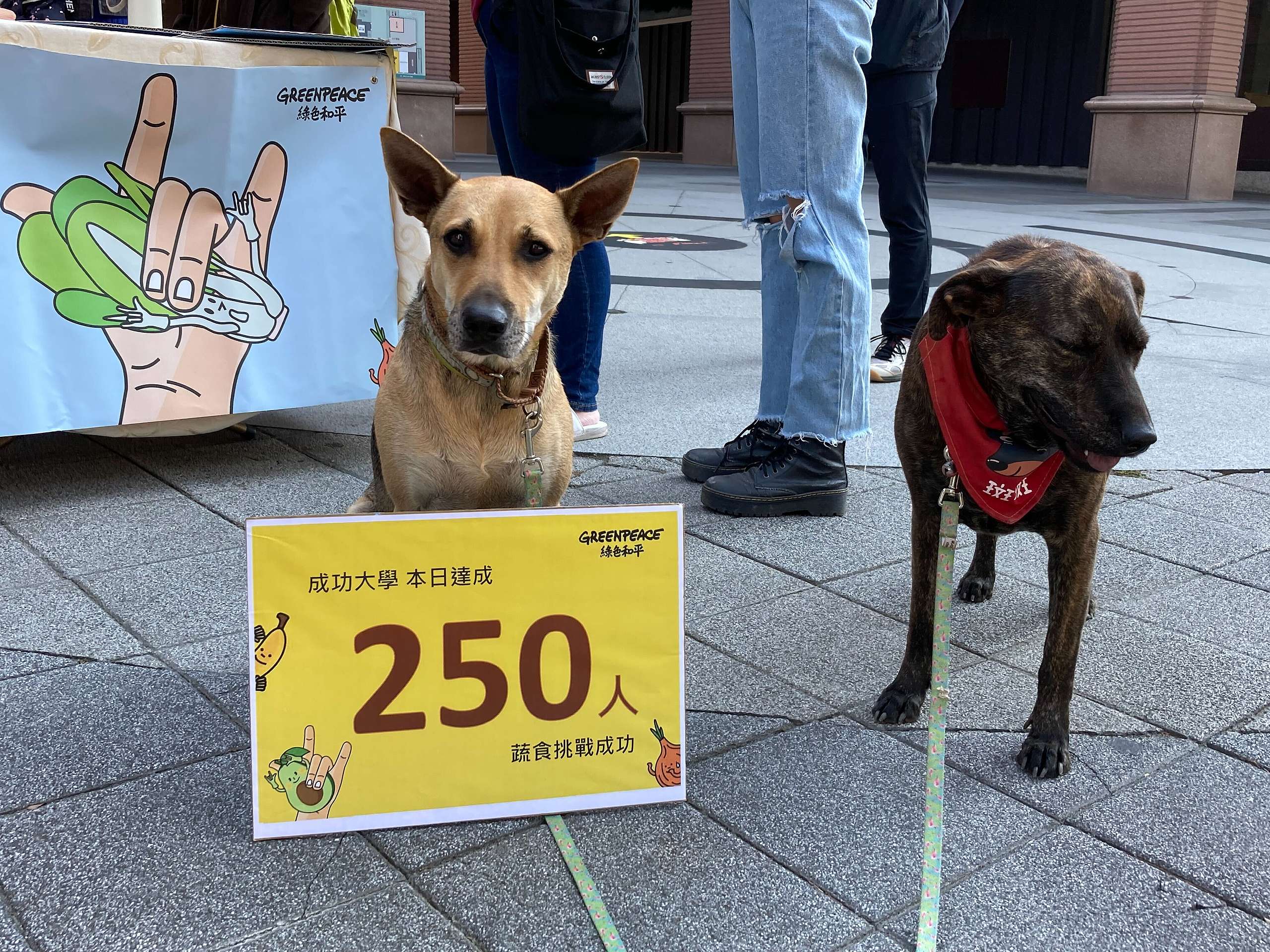 截至11月30日，綠色和平在全臺舉辦超過10場蔬食活動，邀請超過6千名民眾響應蔬食挑戰，為地球減少超過11,000公斤的碳排。