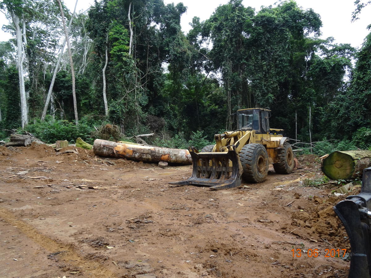 2017年，綠色和平深入喀麥隆森林，記錄橡膠業者Sudcam開墾鄰近野生動物保護區du Dja的林地，使當地原住民被迫遷離家園。