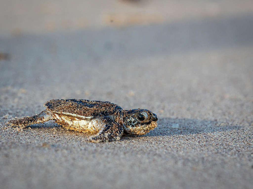 海龜的活動範圍橫跨海域及陸域環境，產卵時會選擇登陸並前往潮上帶。