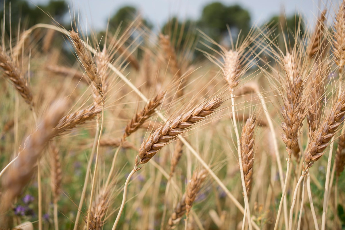 小麥是全球三大穀物之一，根據研究，在未來小麥因氣溫上升得以擴大種植區域，然而持續攀升的高溫也會影響農作物的生長期，危害其健康與產量。