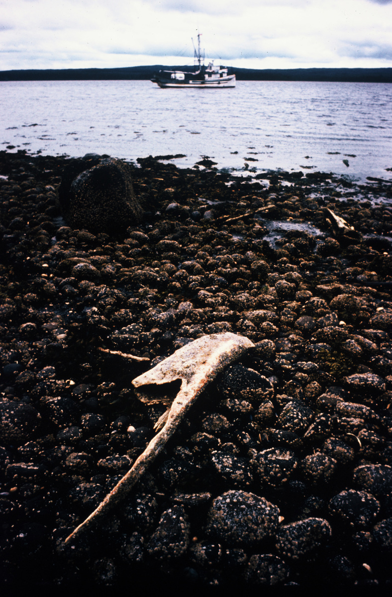 在加拿大英屬哥倫比亞省Rose Harbour一座荒廢的捕鯨站，海灘上到處都可看到鯨魚骸骨。